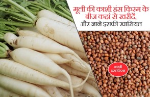 Radish Farming: मूली की काशी हंस किस्म के बीज कहां से खरीदें, और जाने इसकी खासियत
